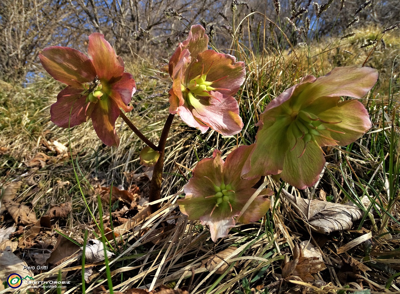 63 Ellebori fecondati (Helleborus niger) .JPG